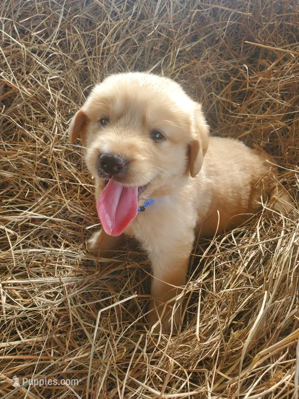 Fluffy – Great Pyrenees, Labrador Retriever puppy for sale in Sanderson, FL