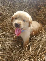 Fluffy, a male Great Pyrenees and Labrador Retriever for sale in Sanderson, FL – 3 of 7