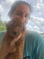 Archie-F1b, a male Goldendoodle for sale in Sanderson, FL – 4 of 4