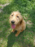 Honey, a female Labradoodle for sale in Sanderson, FL – 3 of 4
