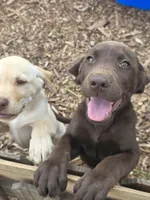 Mocha, a female Labrador Retriever for sale in Sanderson, FL – 3 of 4