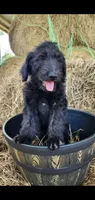Hershey, a male Labradoodle for sale in Sanderson, FL – 3 of 4
