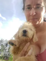 Millie- Mini Labradoodle , a female Miniature Labradoodle for sale in Sanderson, FL – 3 of 4
