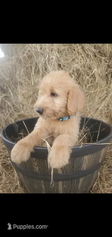 Oliver – Labradoodle puppy for sale in Sanderson, FL