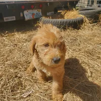Oliver, a male Labradoodle for sale in Sanderson, FL – Photo 3 of 5
