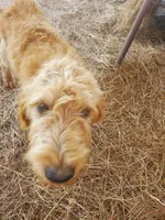 Oliver-F1 Labradoodle , a male Labradoodle for sale in Sanderson, FL – Photo 5 of 6
