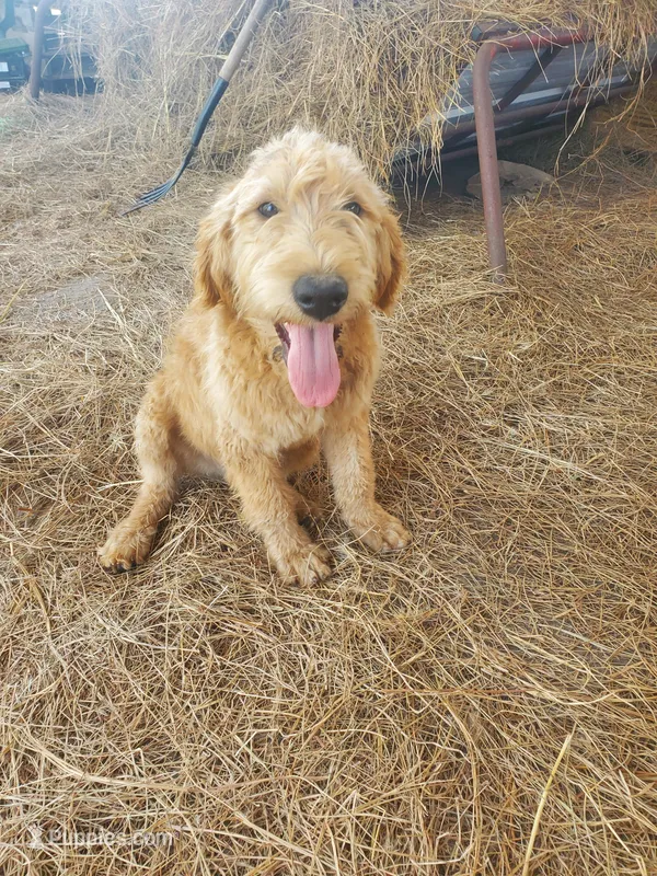 Oliver-F1 Labradoodle  – Labradoodle puppy for sale in Sanderson, FL