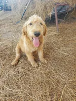 Oliver-F1 Labradoodle , a male Labradoodle for sale in Sanderson, FL – Photo 1 of 6