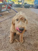 Oliver-F1 Labradoodle , a male Labradoodle for sale in Sanderson, FL – Photo 2 of 6