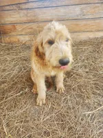 Oliver-F1 Labradoodle , a male Labradoodle for sale in Sanderson, FL – Photo 4 of 6