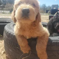 Oliver, a male Labradoodle for sale in Sanderson, FL – Photo 6 of 6
