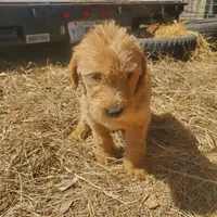 Oliver, a male Labradoodle for sale in Sanderson, FL – Photo 4 of 5
