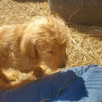 Oliver, a male Labradoodle for sale in Sanderson, FL – Photo 5 of 5
