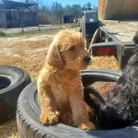 Oliver, a male Labradoodle for sale in Sanderson, FL – Photo 2 of 5
