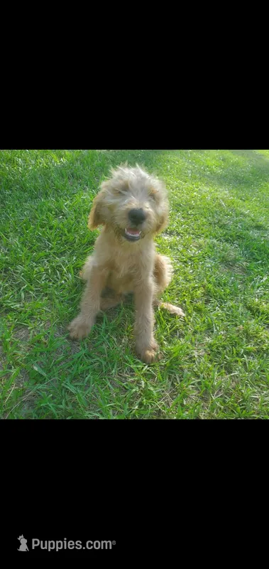 Oliver-F1 Labradoodle  – Labradoodle puppy for sale in Sanderson, FL