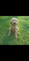 Ollie-F1 Labradoodle , a male Labradoodle for sale in Sanderson, FL – 1 of 3