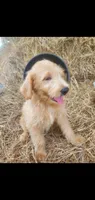 Ollie-F1 Labradoodle , a male Labradoodle for sale in Sanderson, FL – 2 of 3