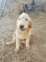 Oliver-F1 Labradoodle , a male Labradoodle for sale in Sanderson, FL – Photo 6 of 6