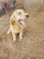 Oliver-F1 Labradoodle , a male Labradoodle for sale in Sanderson, FL – Photo 3 of 6