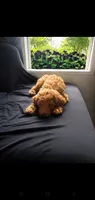 Finn, a male Goldendoodle for sale in Sanderson, FL – 2 of 2