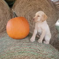 AKC Molly, a female Labrador Retriever for sale in Sanderson, FL – Photo 4 of 4