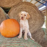 AKC Molly, a female Labrador Retriever for sale in Sanderson, FL – Photo 1 of 4