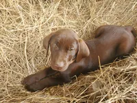 Toffee, a female Labrador Retriever for sale in Sanderson, FL – Photo 2 of 5