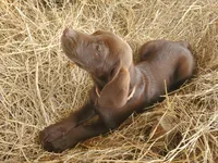 Toffee, a female Labrador Retriever for sale in Sanderson, FL – Photo 4 of 5