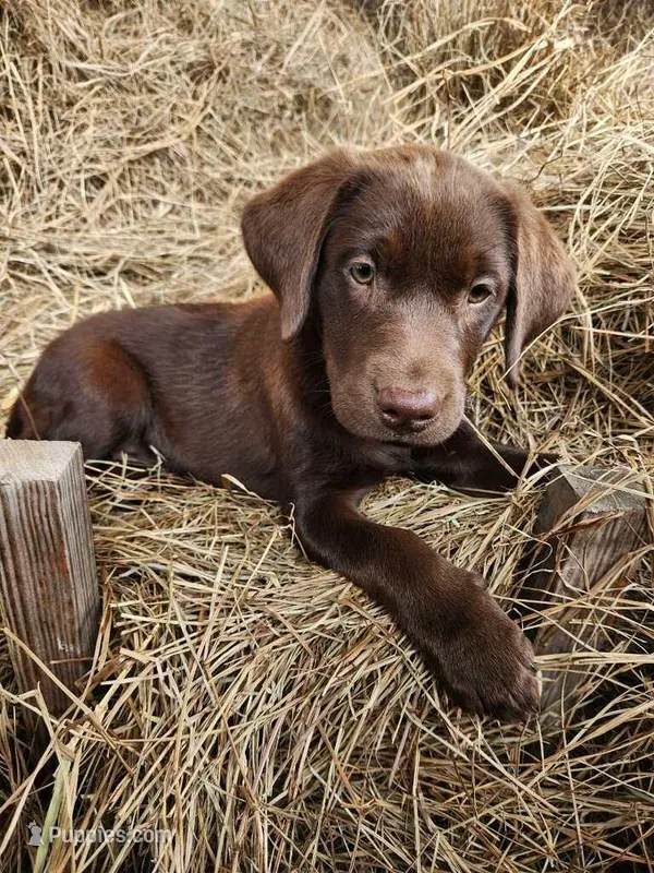 Toffee – Labrador Retriever puppy for sale in Sanderson, FL