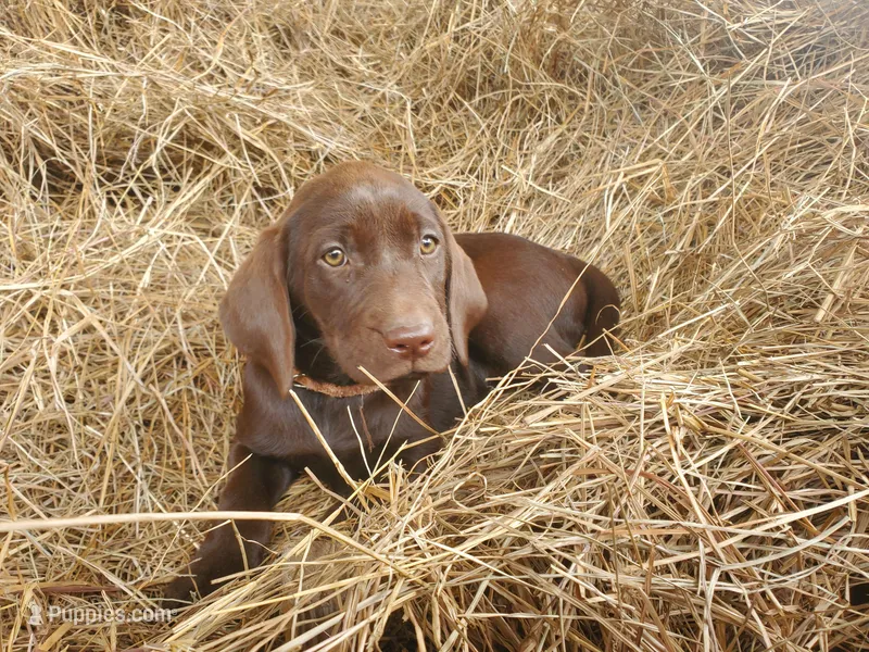 Toffee – Labrador Retriever puppy for sale in Sanderson, FL