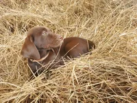 Toffee, a female Labrador Retriever for sale in Sanderson, FL – Photo 5 of 5