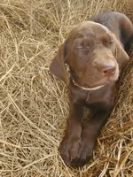 Toffee, a female Labrador Retriever for sale in Sanderson, FL – Photo 3 of 5