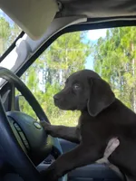 AKC Fudge, a male Labrador Retriever for sale in Sanderson, FL – Photo 5 of 10