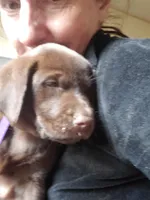 AKC Fudge, a male Labrador Retriever for sale in Sanderson, FL – Photo 9 of 10