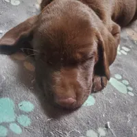 AKC Fudge, a male Labrador Retriever for sale in Sanderson, FL – Photo 10 of 10