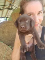 AKC Fudge, a male Labrador Retriever for sale in Sanderson, FL – Photo 3 of 10