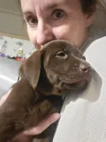 AKC Fudge, a male Labrador Retriever for sale in Sanderson, FL – Photo 8 of 10