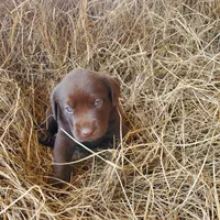 AKC Fudge, a male Labrador Retriever for sale in Sanderson, FL – Photo 4 of 10
