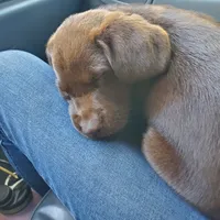 AKC Fudge, a male Labrador Retriever for sale in Sanderson, FL – Photo 7 of 10