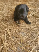 Rocco, a male Great Pyrenees and Labrador Retriever for sale in Sanderson, FL – 3 of 7