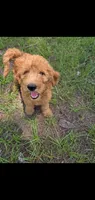 Beau, a male Goldendoodle for sale in Sanderson, FL – 2 of 2