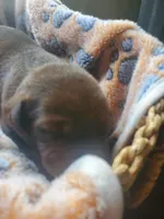 Kit Kat, a female Labrador Retriever for sale in Sanderson, FL – 5 of 6
