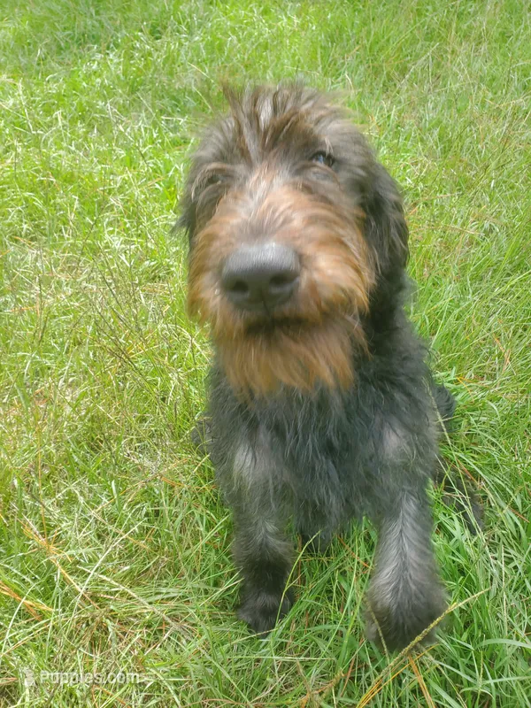 Hershey- Sweet Boy! – Labradoodle puppy for sale in Sanderson, FL