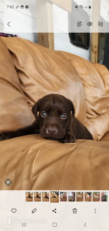 Rocco – Labrador Retriever puppy for sale in Sanderson, FL
