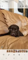 Rocco, a male Labrador Retriever for sale in Sanderson, FL – 1 of 2