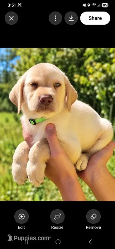 AKC Butterfinger – Labrador Retriever puppy for sale in Sanderson, FL