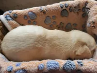 Twinkie, a female Labrador Retriever for sale in Sanderson, FL – 5 of 6