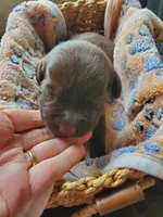 Milky Way, a male Labrador Retriever for sale in Sanderson, FL – 2 of 5