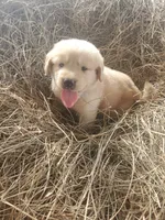 Charlie, a male Great Pyrenees and Labrador Retriever for sale in Sanderson, FL – 4 of 4