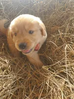 Bear, a male Great Pyrenees and Labrador Retriever for sale in Sanderson, FL – 2 of 4